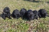  - chiots disponible pour réservation