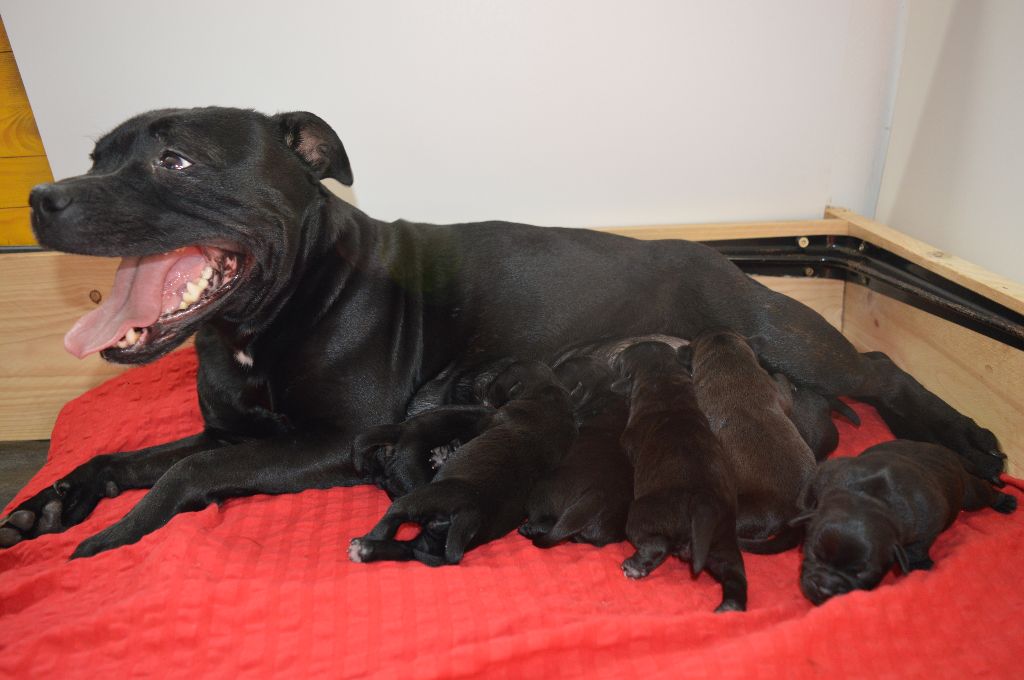 chiot Staffordshire Bull Terrier of Strong and Smiling