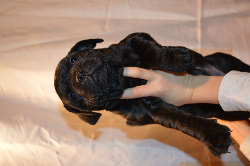 of Strong and Smiling - Staffordshire Bull Terrier - Portée née le 30/12/2016